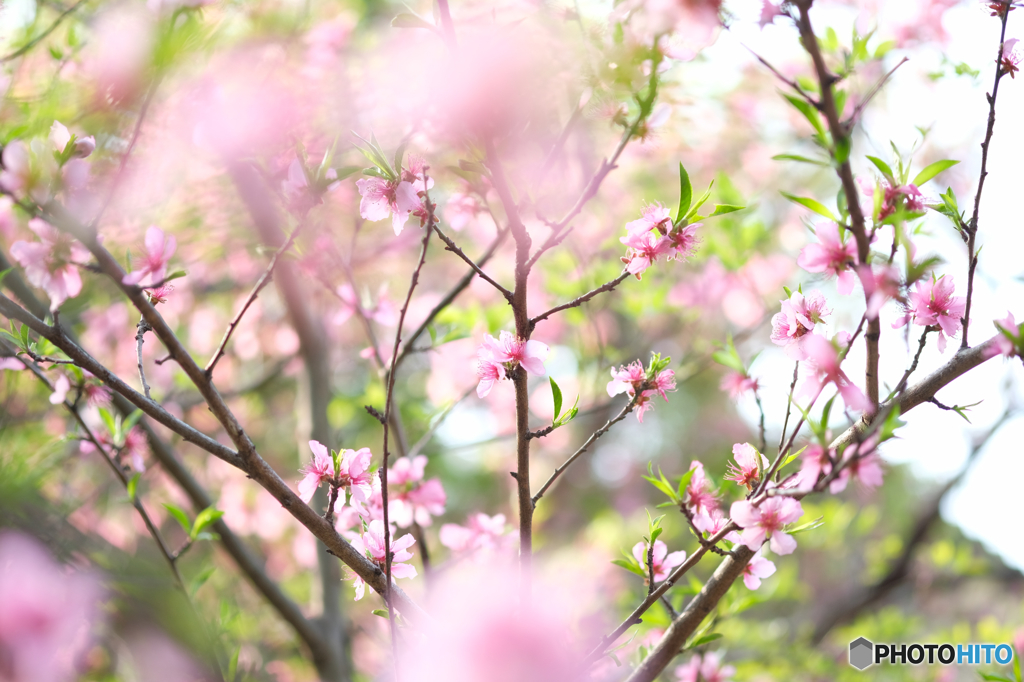 桃の花