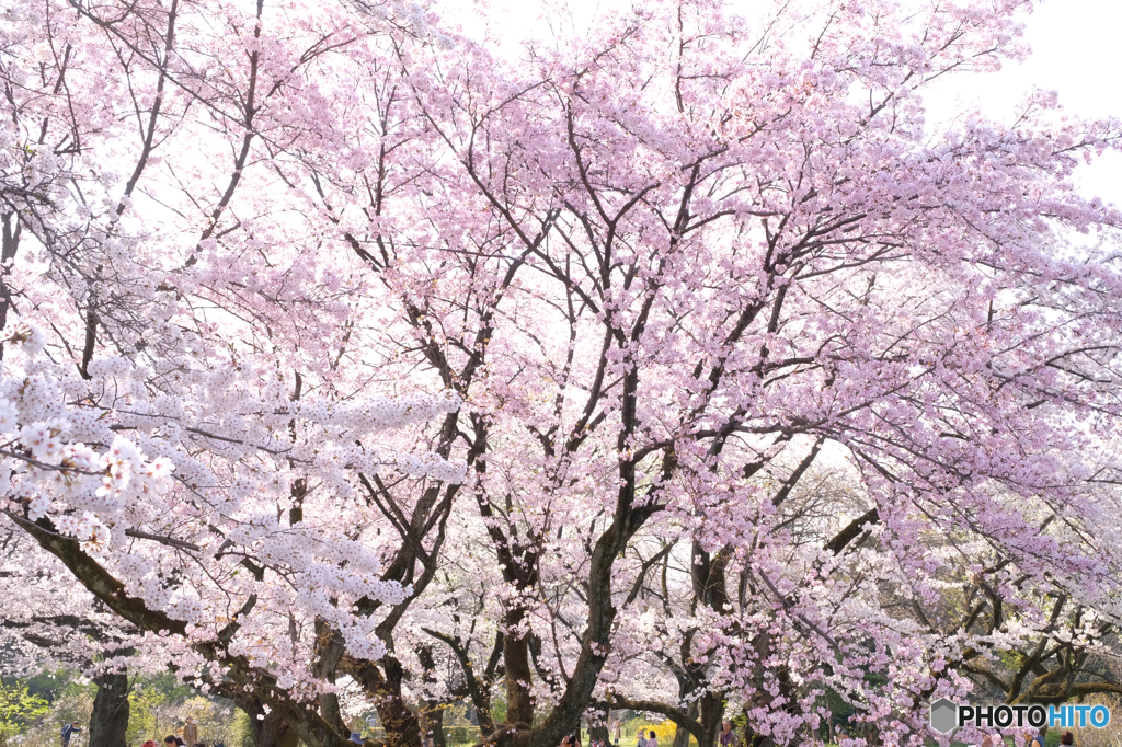 桜