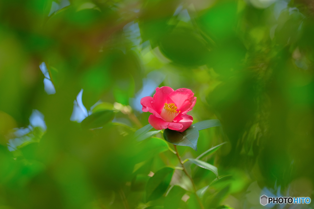 椿の花