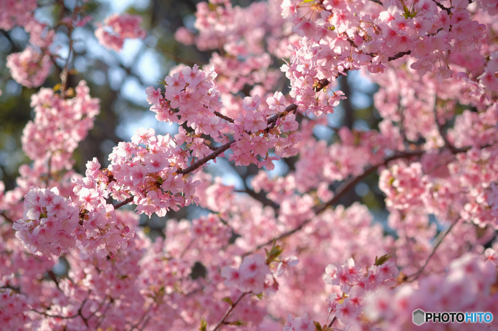 河津桜3
