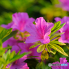 ツツジの花4