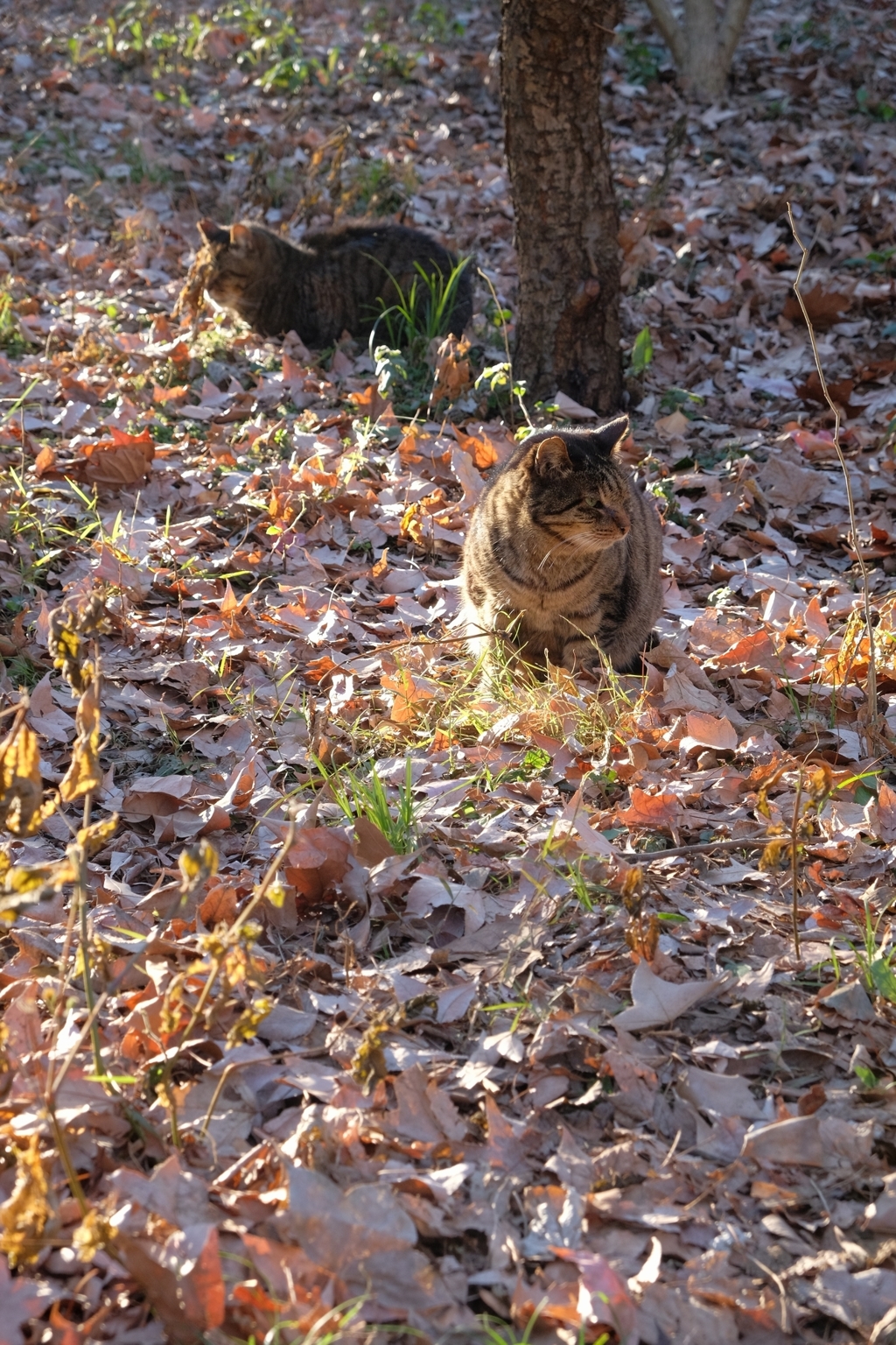 野良猫