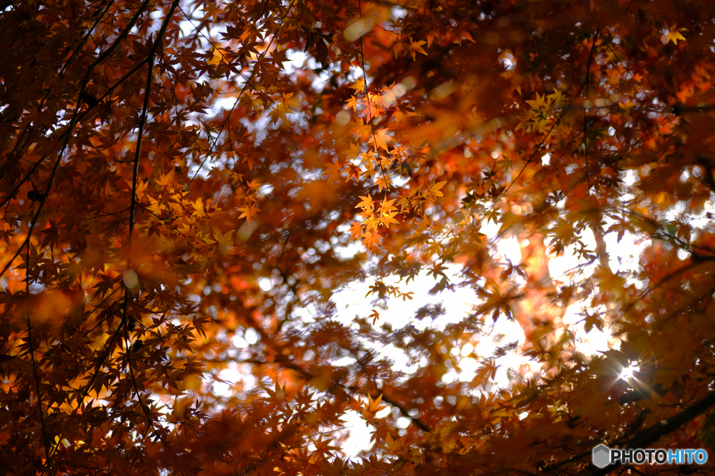秋の森6