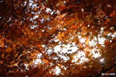秋の森6