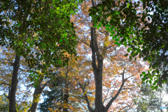 秋の森12