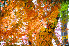 秋の森15