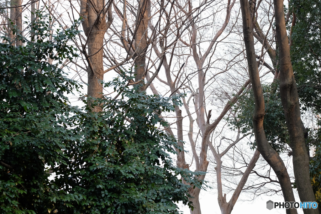 春の木立