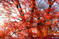 秋の森14