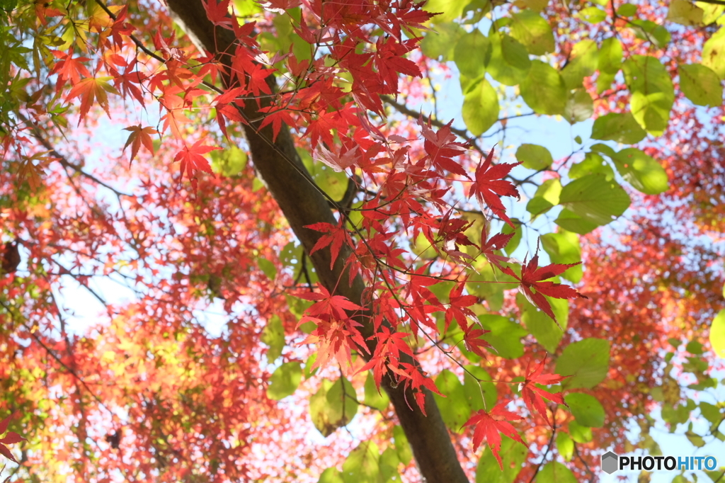 紅葉