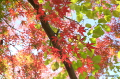 紅葉