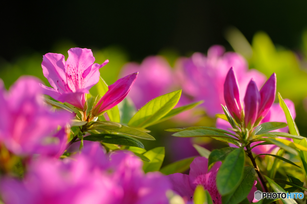 ツツジの花2
