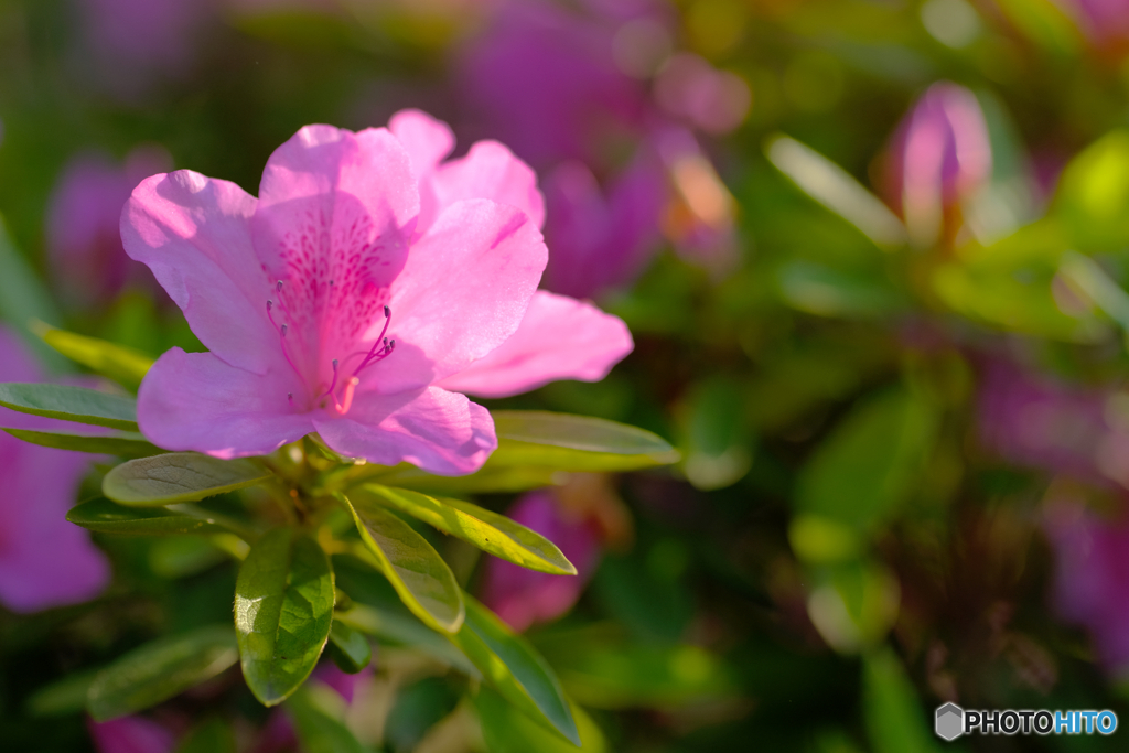 ツツジの花
