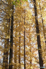 秋の針葉樹林
