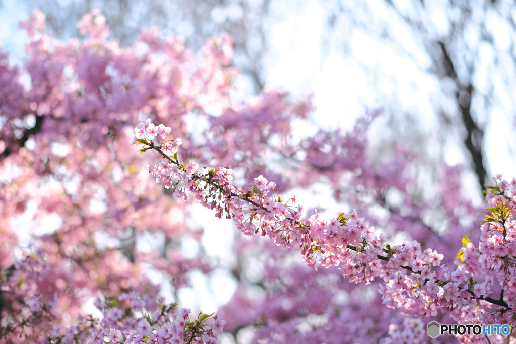 河津桜