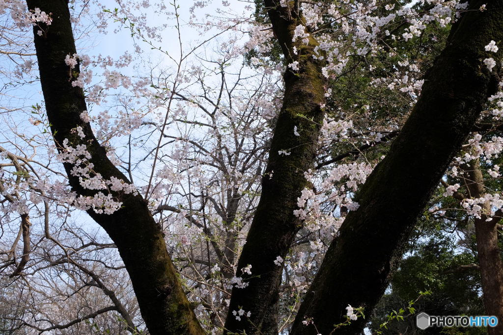 桜の木