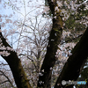 桜の木