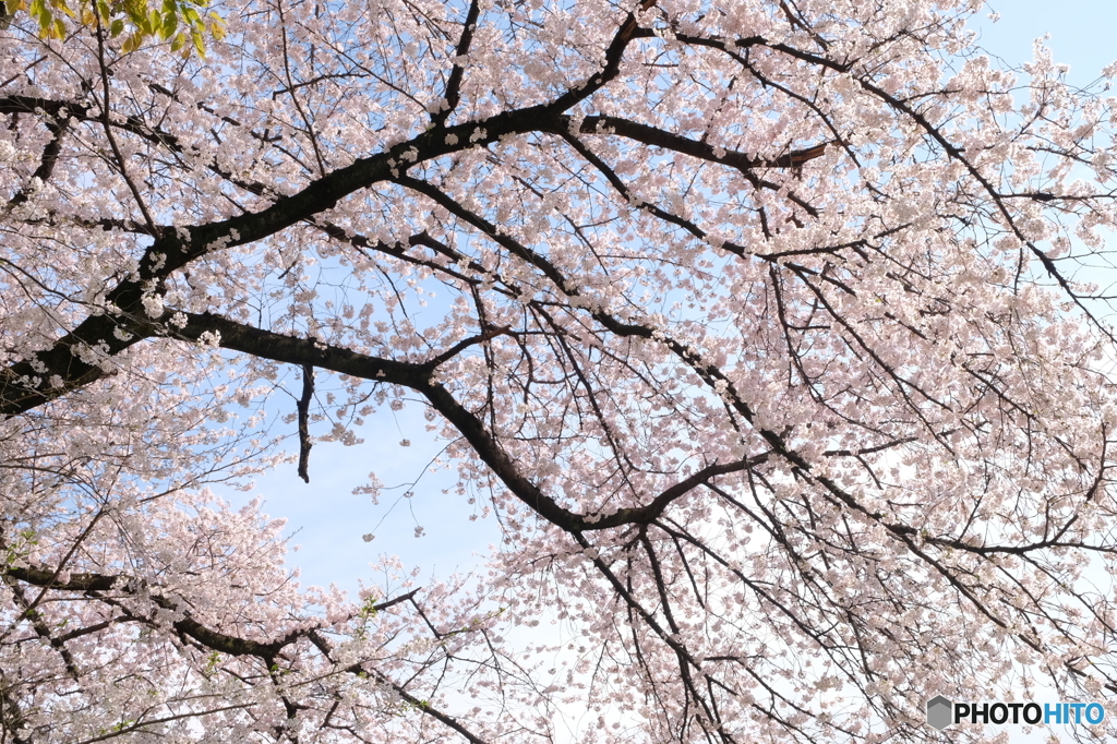 桜と青空