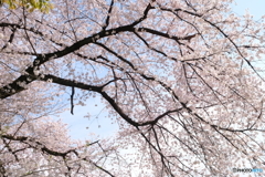 桜と青空