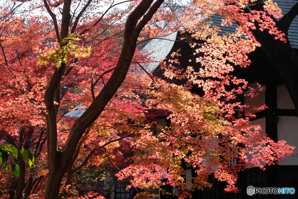 寺院の紅葉