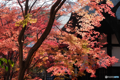 寺院の紅葉
