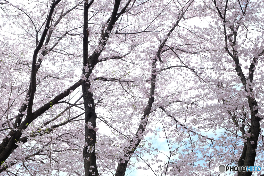 今年の桜