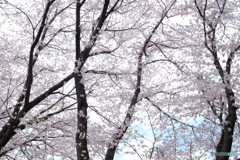 今年の桜