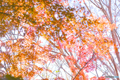 秋の森9