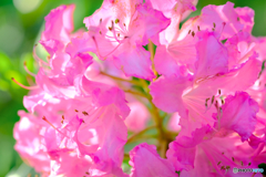 シャクナゲの花