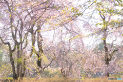 春の色