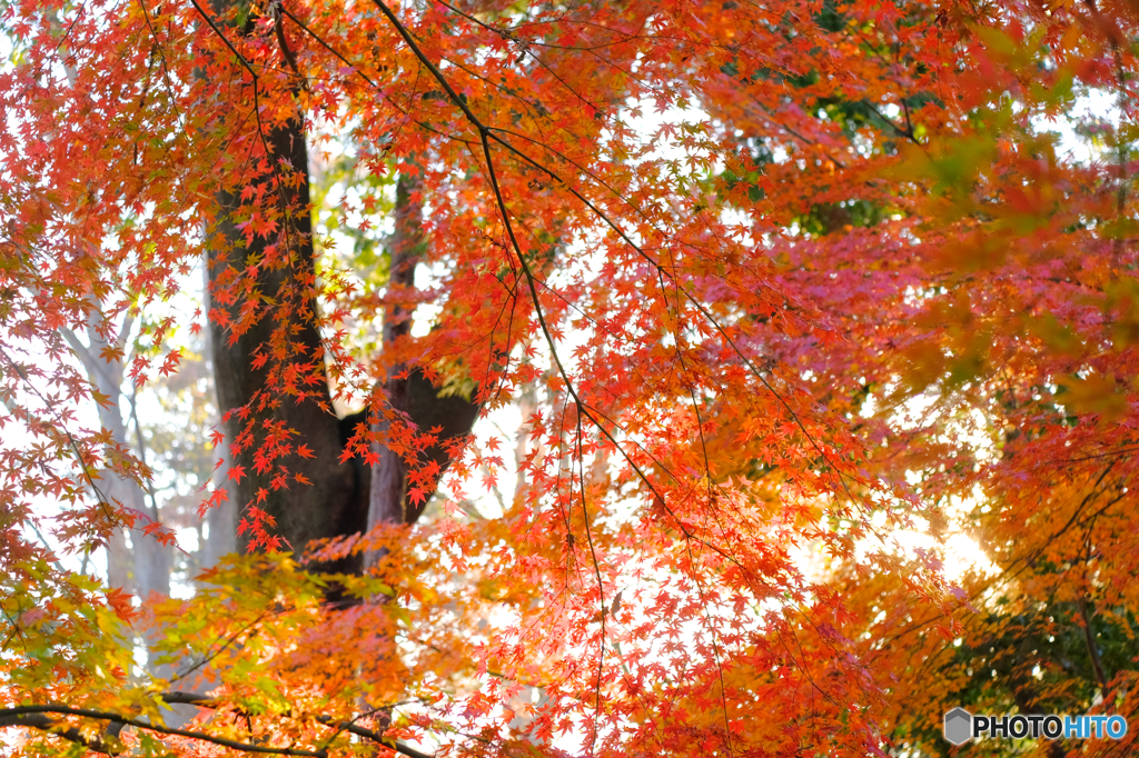秋の森2