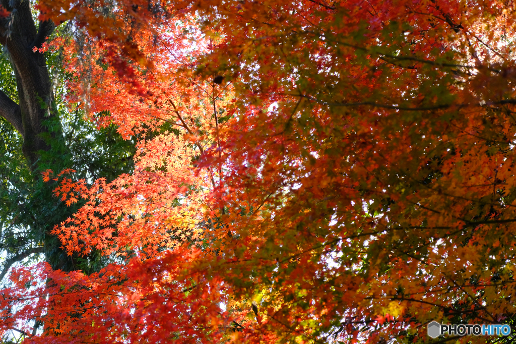 紅葉4