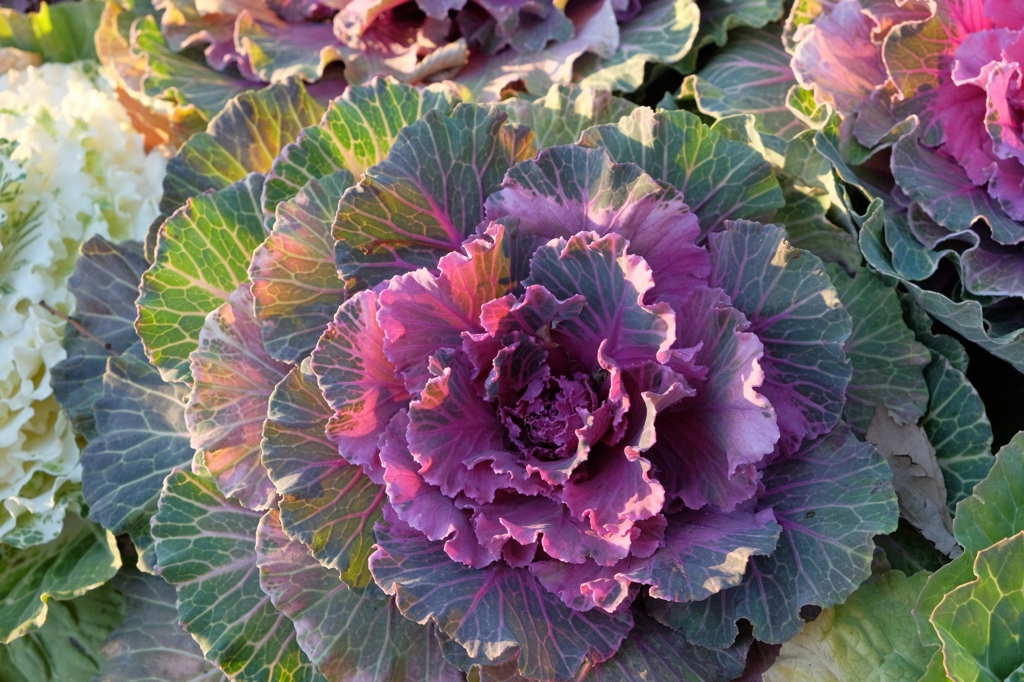 DSCF2973_2