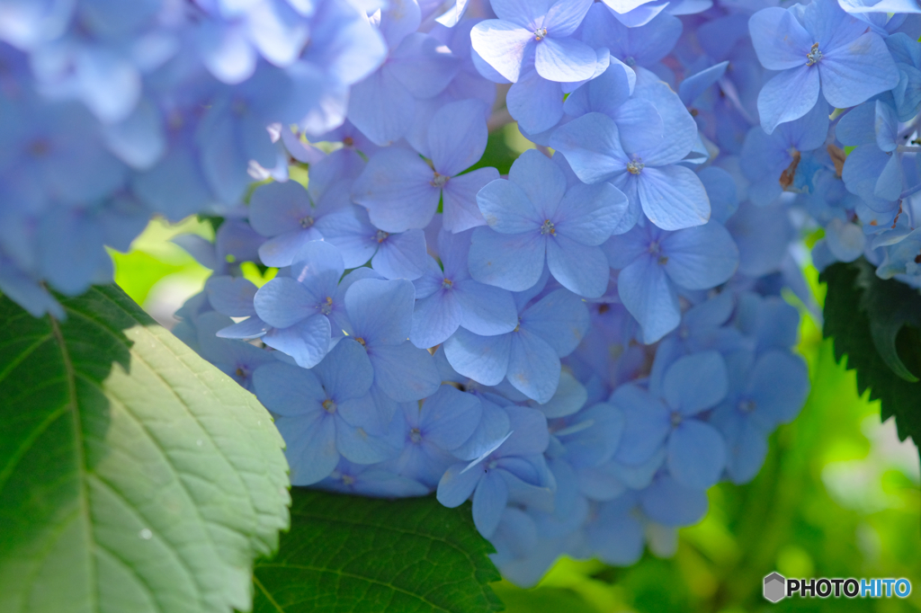 アジサイの花