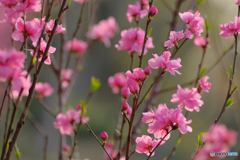 ハナモモの花