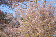 佐野桜
