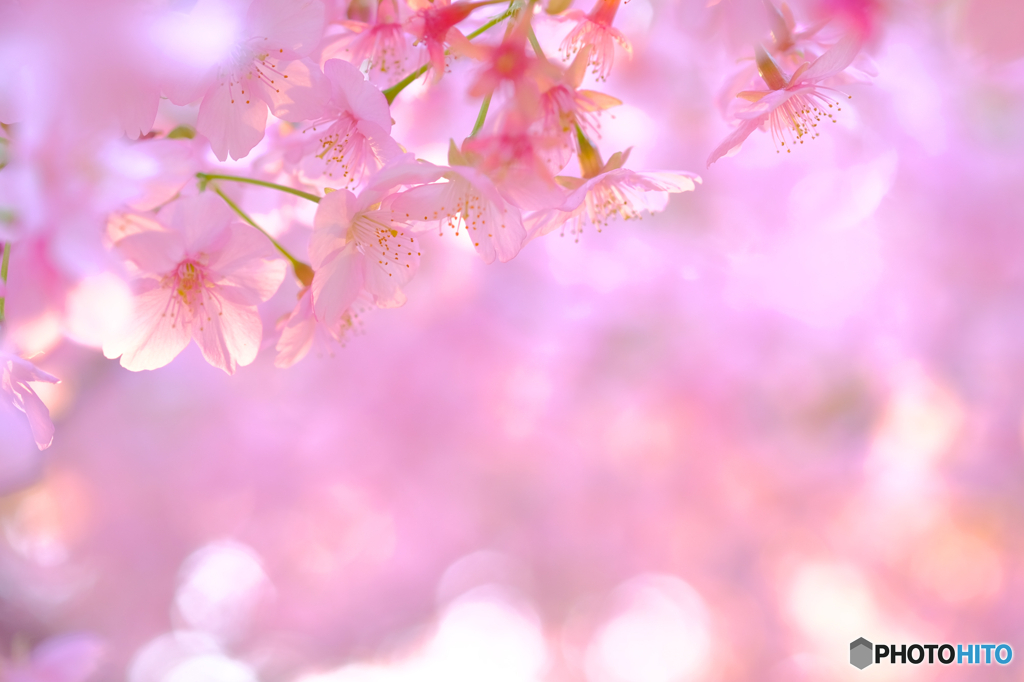 河津桜