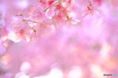 河津桜