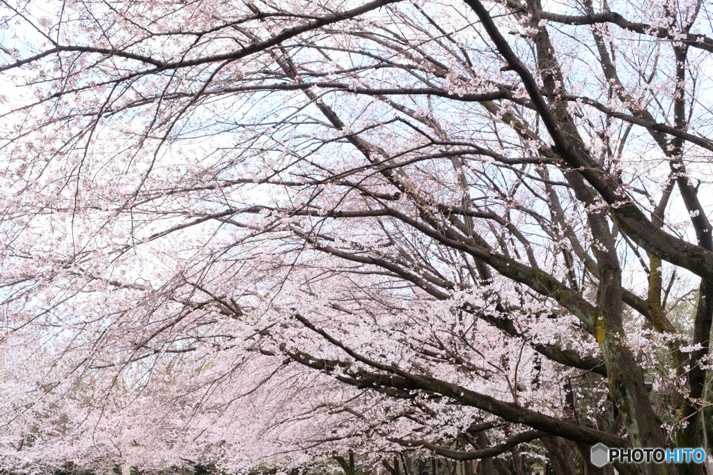 桜の花
