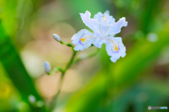 シャガの花