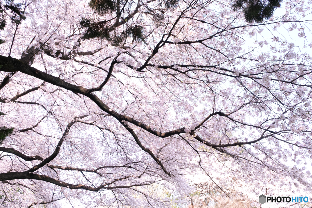 空を覆う桜