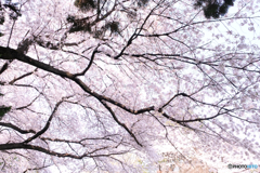 空を覆う桜