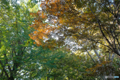 秋の森5