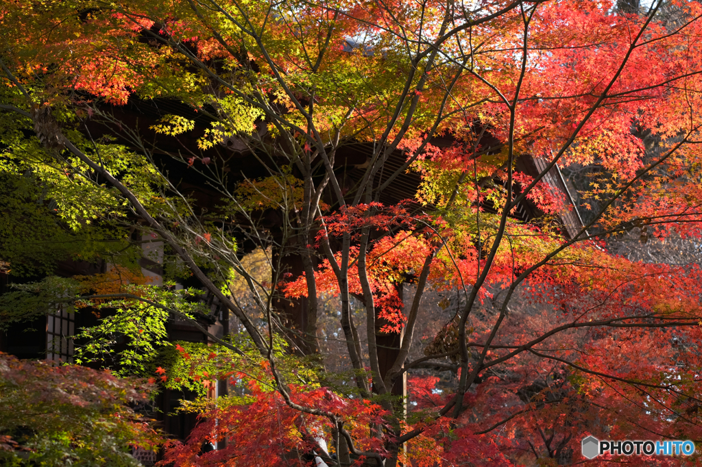 紅葉6