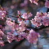 河津桜2