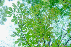 重なる葉