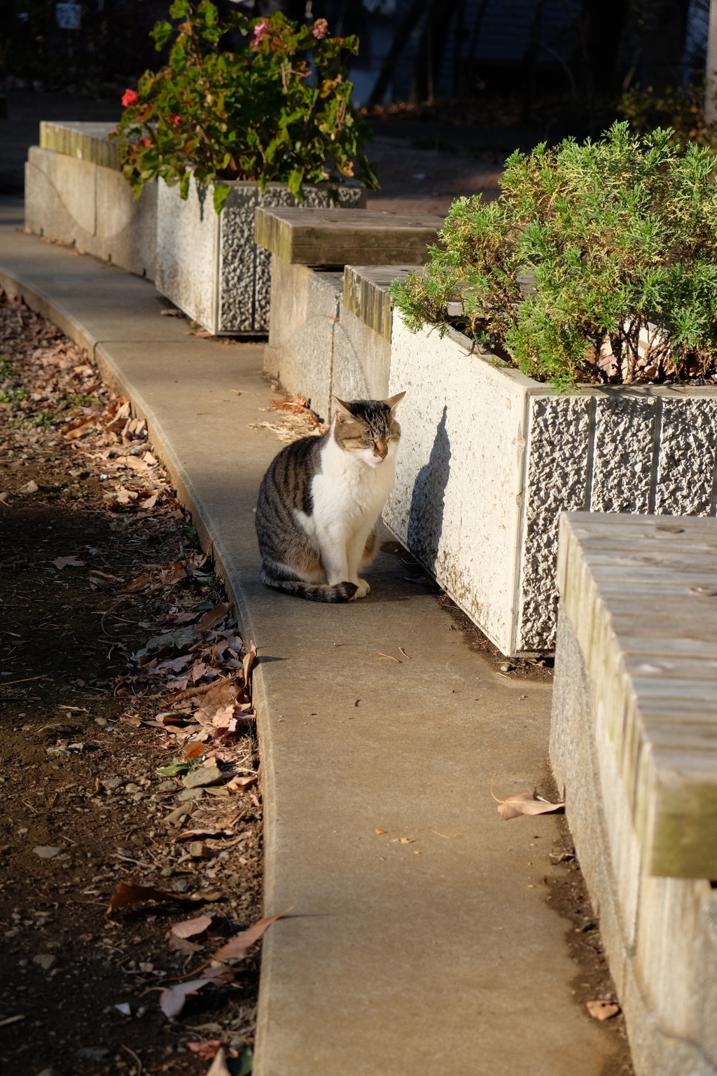 野良猫