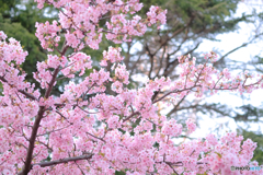 河津桜2