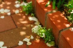 tiny flowers