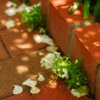 tiny flowers