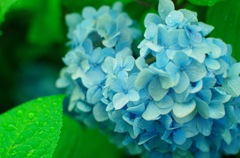 紫陽花×雨